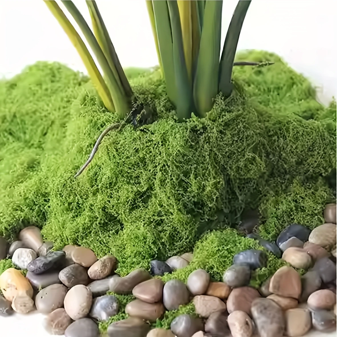 50g Fake Moss DIY Crafts Grass – Sphagnum Moss Dry Bewertung und Preis