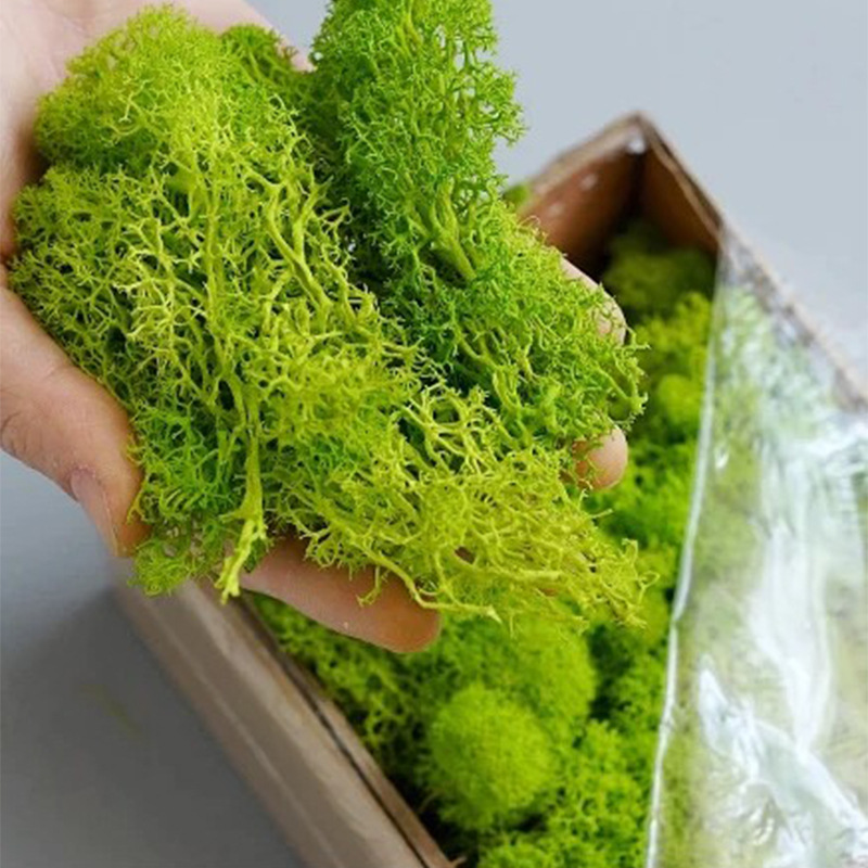 20/40/100g Eternal Life Moss D – Sphagnum Moss Dry Bewertung und Preis