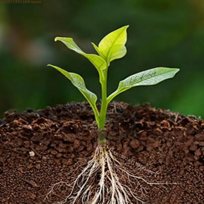 Plant Rooting Powder Indole Bu – Rooting Hormone Powder Bewertung und Preis