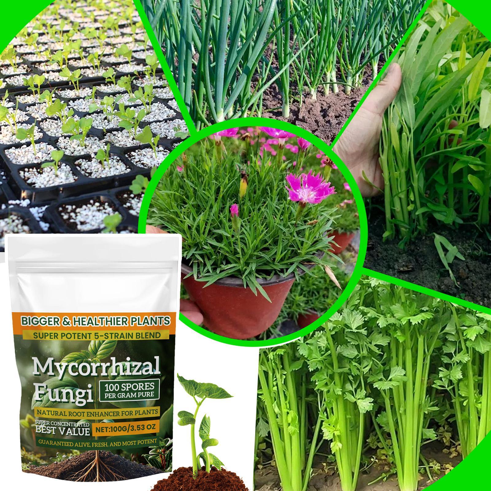 Plant Growth Enhancer Powder 1 – Rooting Hormone Powder Bewertung und Preis